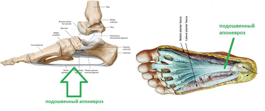 Подошвенный апоневроз. Плантарный апоневроз стопы. Подошвенный апоневроз фасция. Подошвенный апоневроз пяточная шпора.