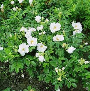 Роза морщинистая Альба (шиповник, ф. белая ), саженцы, h=20-40 см, с3 