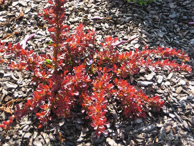Барбарис Тунберга Ред Карпет (Berberis thunbergii Red Carpet) 5 л 30-40 см