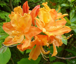 Рододендрон Голден Лайтс (Rhododendron Golden Lights) 7.5л 