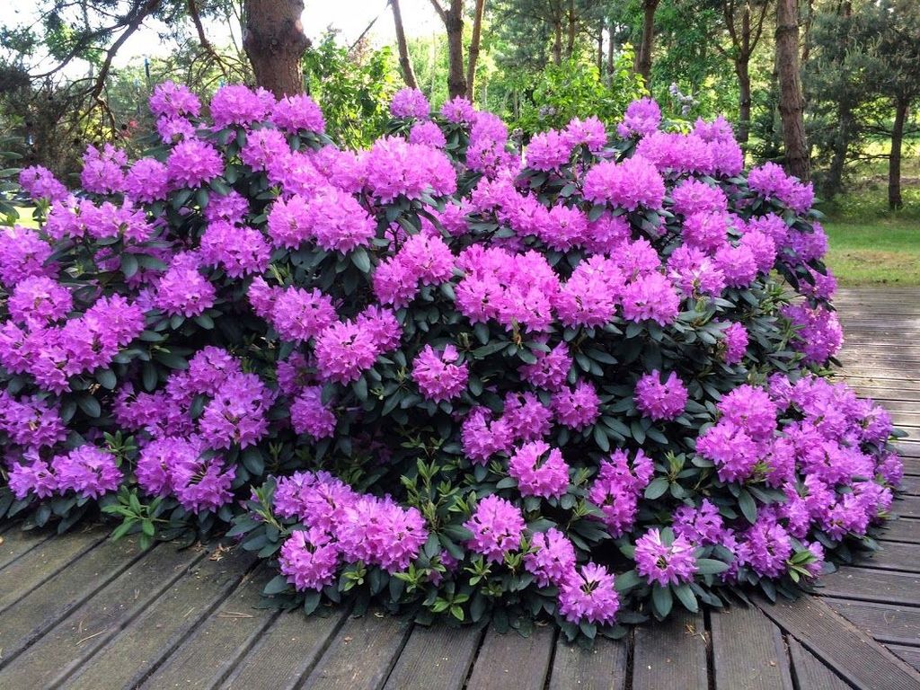 Рододендрон Розеум Элеганс (Rhododendron hybriden Roseum Elegans) 35л