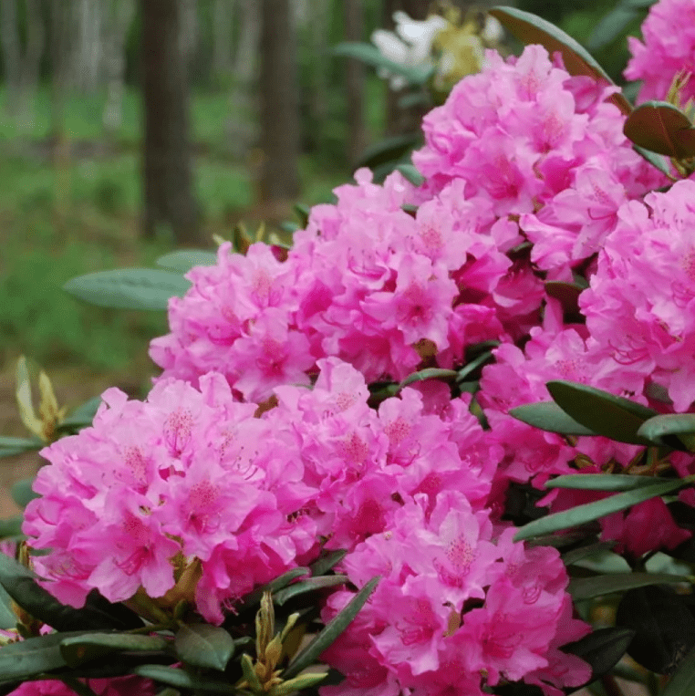 Рододендрон Хеллики (Rhododendron hybrid Hellikki) 35л 70 см