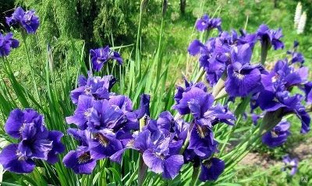 Ирис сибирский Барселона (Iris sibirica Barcelona) С3 