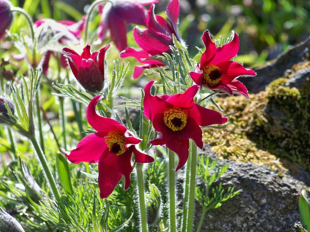 Прострел обыкновенный Рубра (Pulsatilla vulgaris Rubra) купить в спб лисий  нос Беговая Приморский район Черная речка