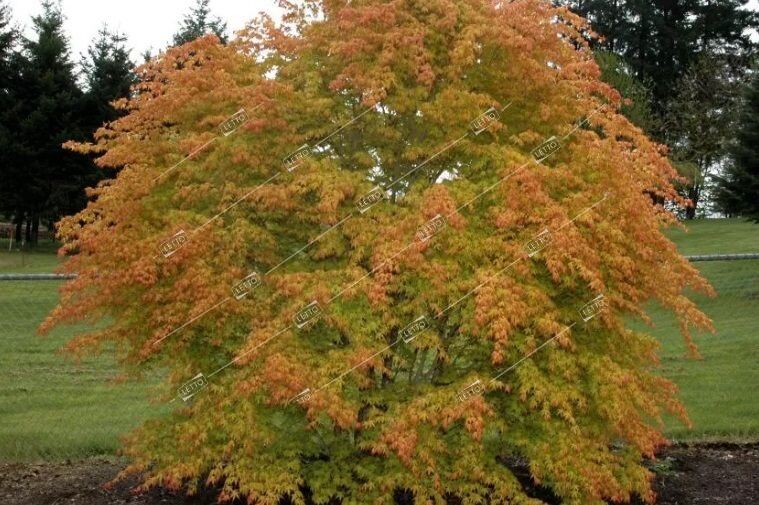 Клен дланевидный Бладгуд Acer palmatum Bloodgood 15л (Н)