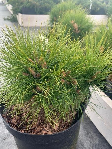Сосна густоцветковая Лоу Глоу 60/80 Pinus densiflora Low Glow 25л (Н)