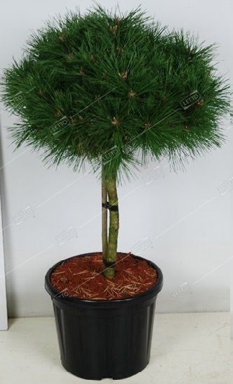 Сосна черная Мари Брегон штамб 40см Pinus nigra Marie Bregeon 7,5л (И)