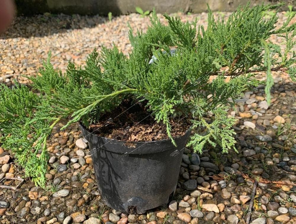 Можжевельник казацкий Тамарисцифолия Juniperus sabina Tamariscifolia 2л (ЗК)