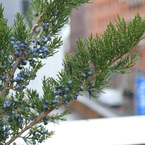 Можжевельник виргинский Канаэрти Juniperus virginiana Canaertii (ЗК)