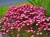 Камнеломка Арендса Карпет Перпл Роб (Saxifraga arendsii Carpet Purple Robe), 0,5 л #1