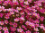 Камнеломка Арендса Карпет Перпл Роб (Saxifraga arendsii Carpet Purple Robe), 0,5 л #2