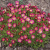 Камнеломка Арендса Карпет Перпл Роб (Saxifraga arendsii Carpet Purple Robe), 0,5 л #3