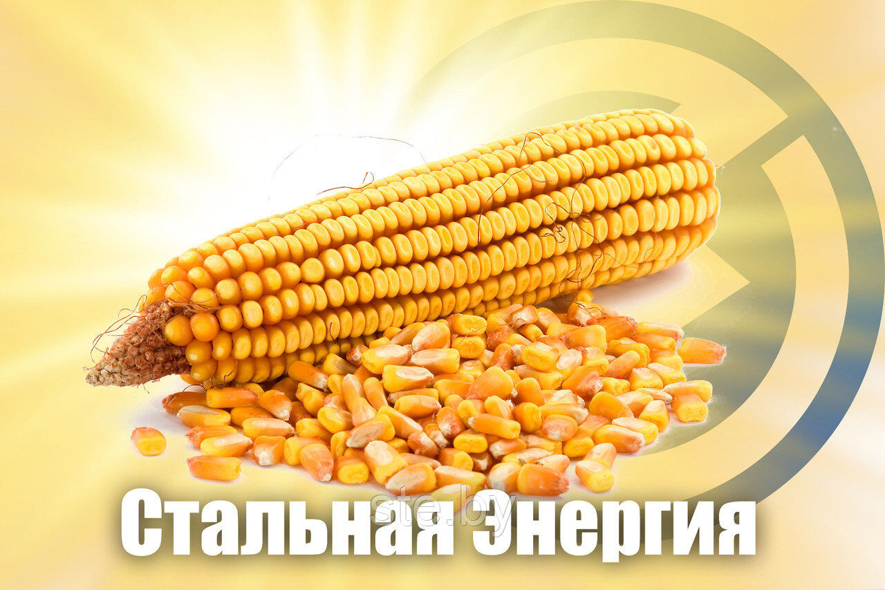 Семена кукурузы Краснодарский 194 МВ Syngenta